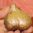 Τޤ޿٤뤳Ȥޤ